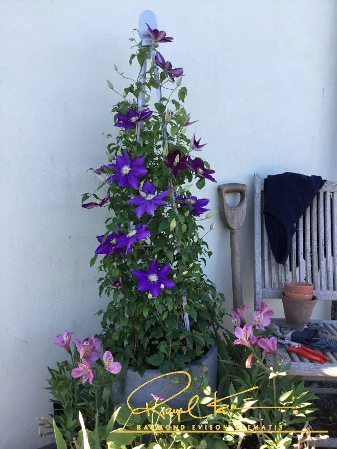 Duchess of Cornwall Clematis - Image 4