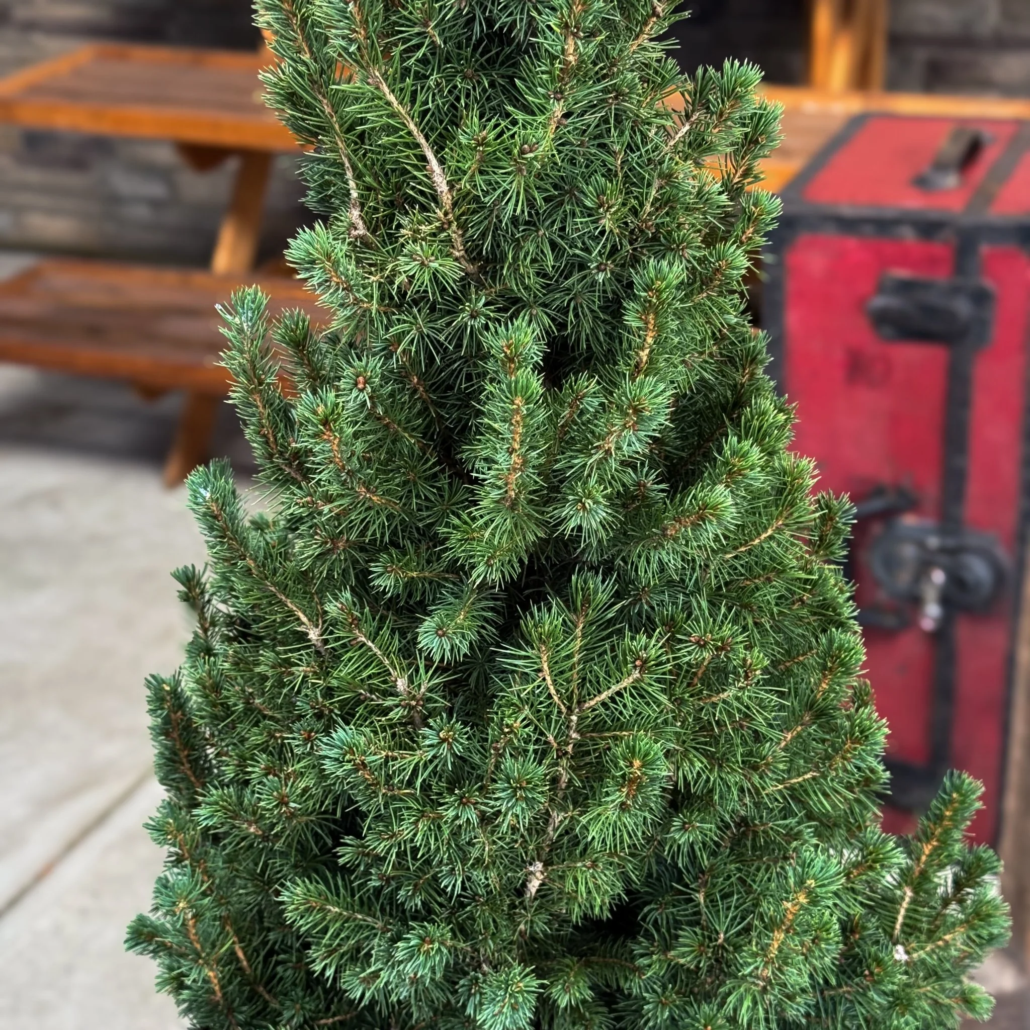 Dwarf Alberta Spruce - Image 2