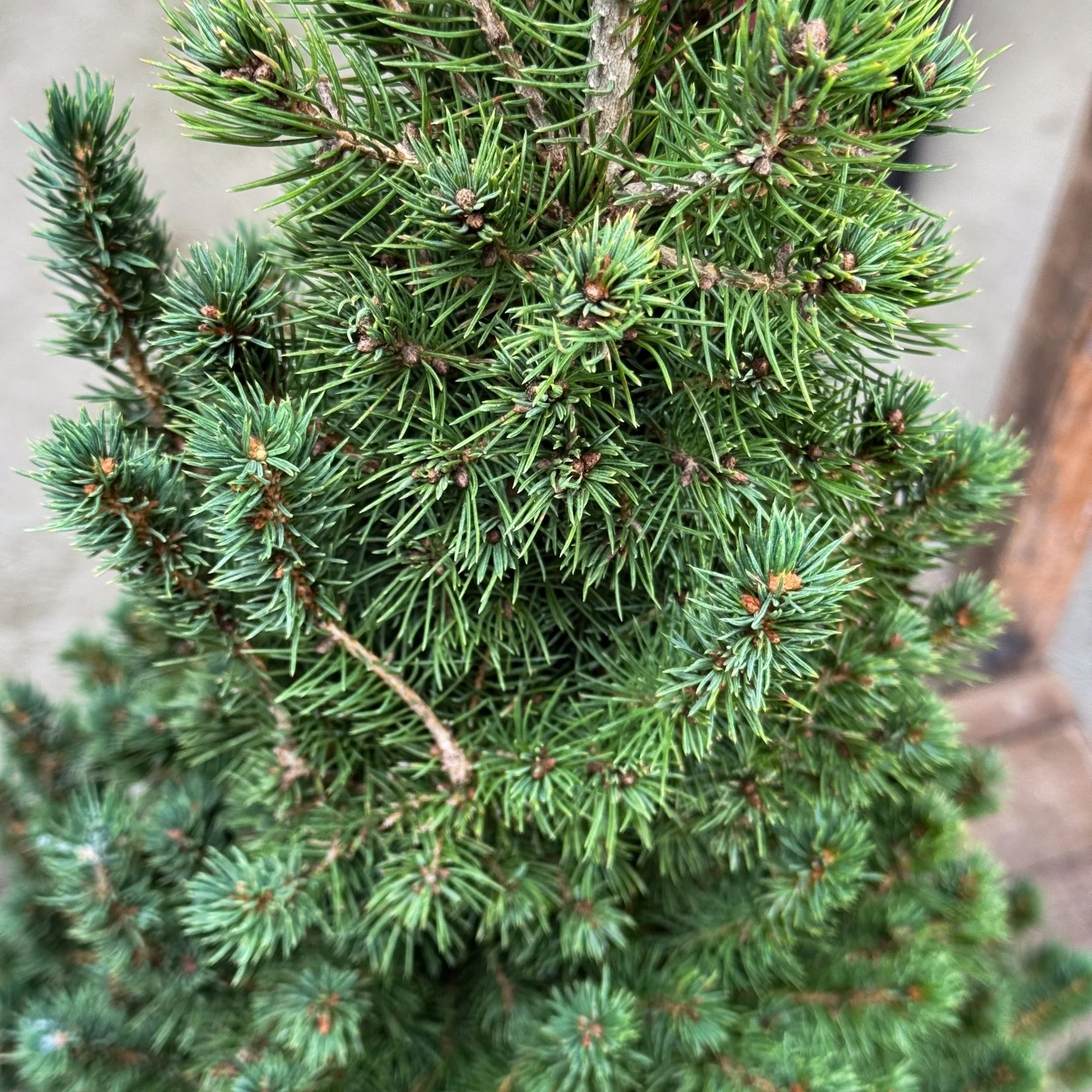 Dwarf Alberta Spruce - Image 4