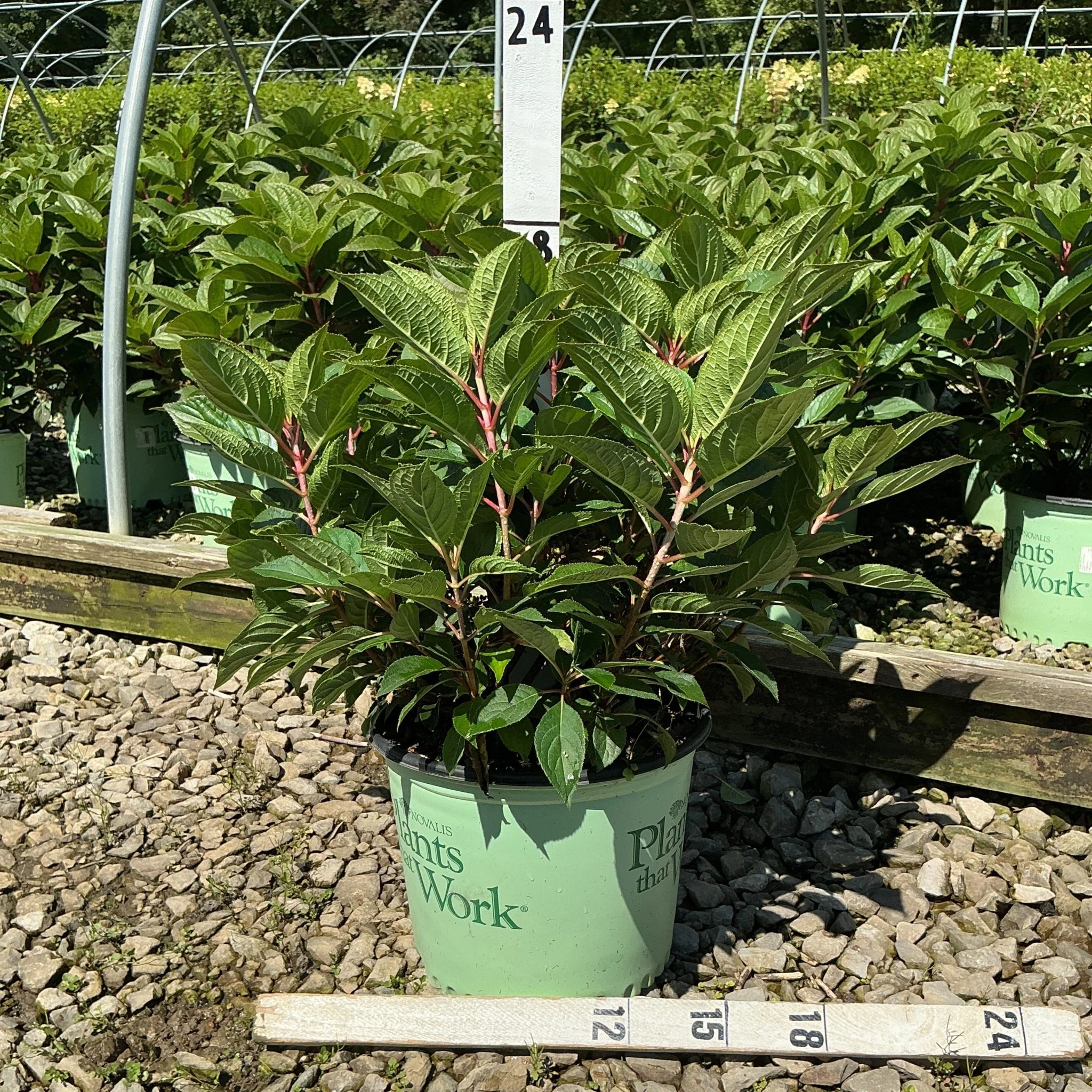 Early Evolution® Panicle Hydrangea - Image 5