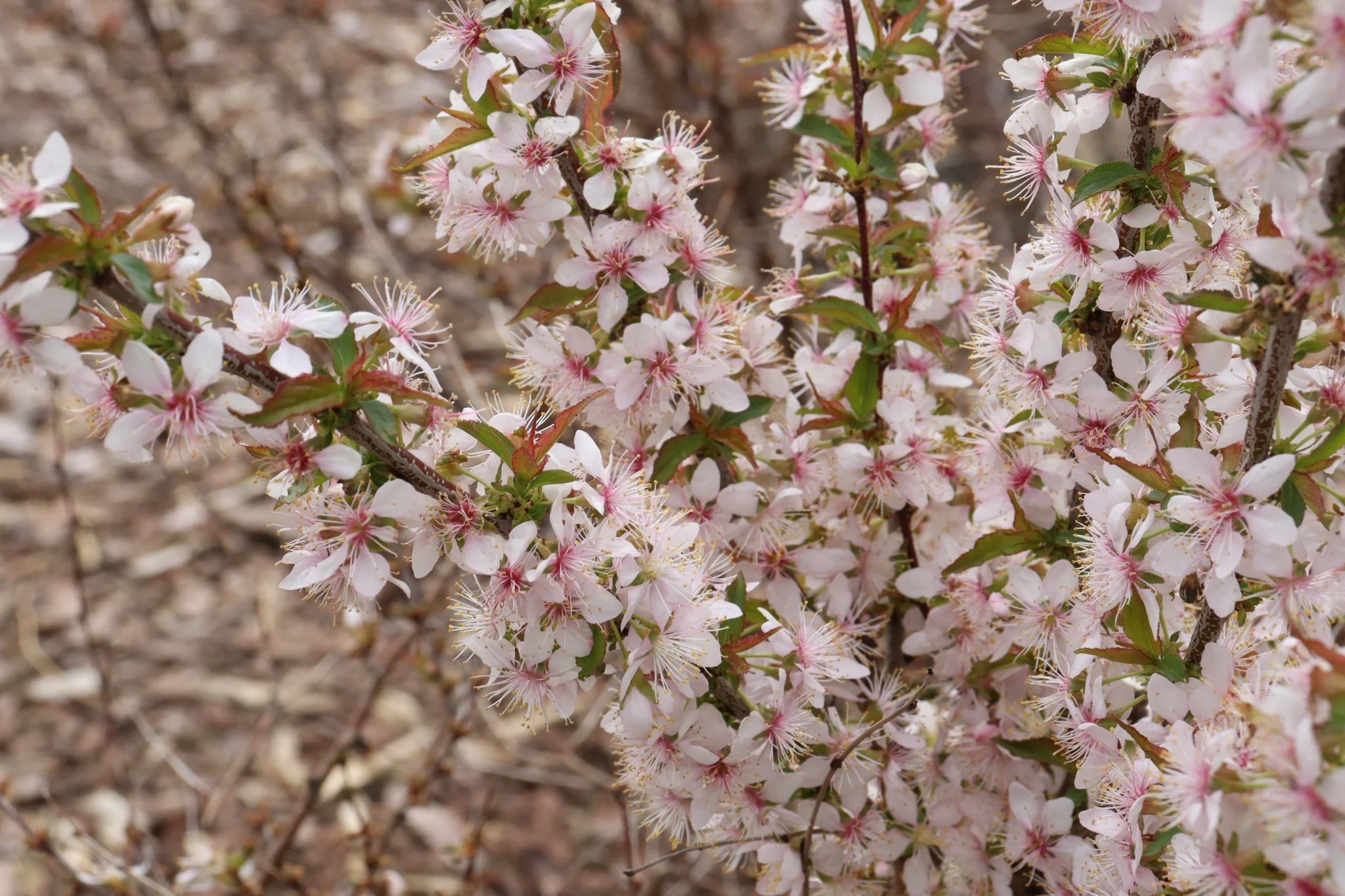 Easy as Pie® Bush Cherry