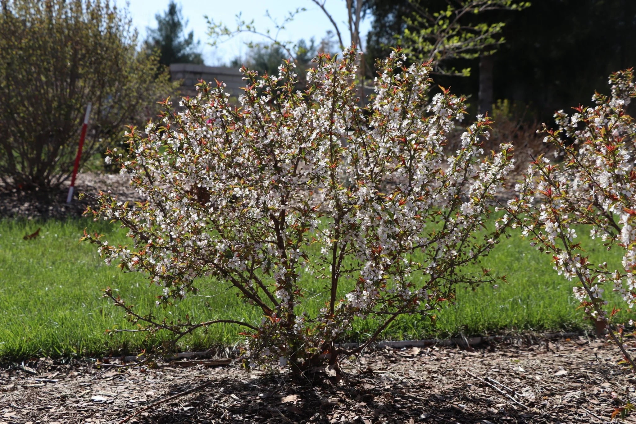 Easy as Pie® Bush Cherry - Image 2
