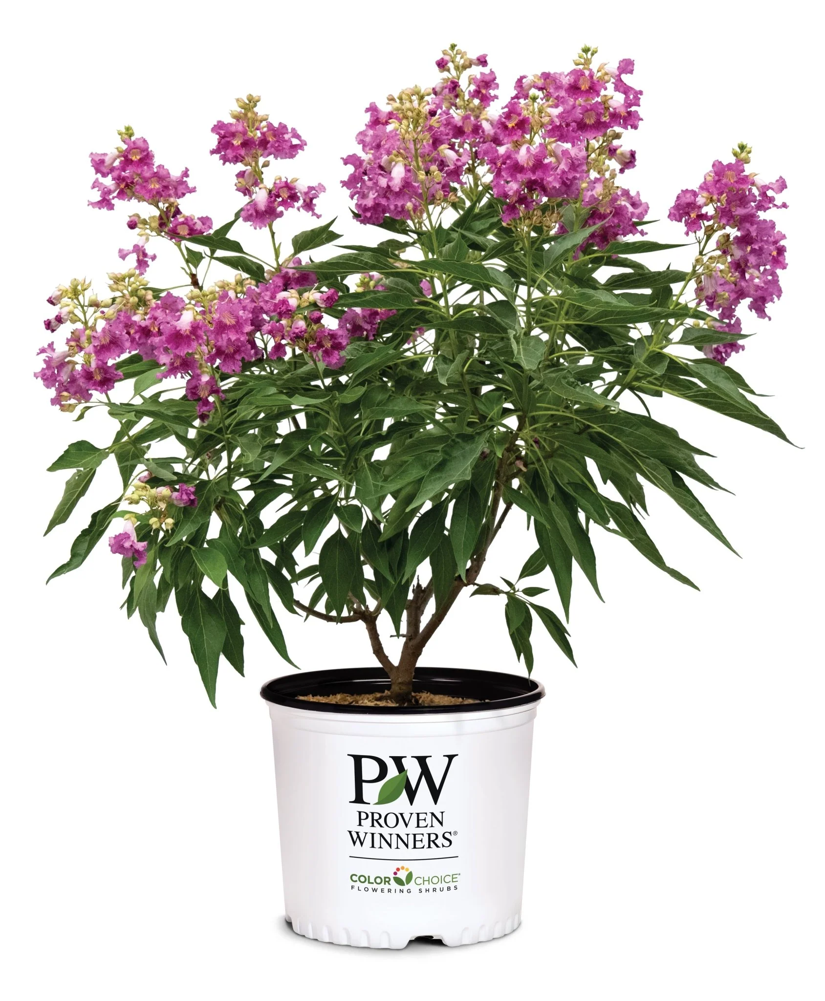 El Niño® Desert Orchid