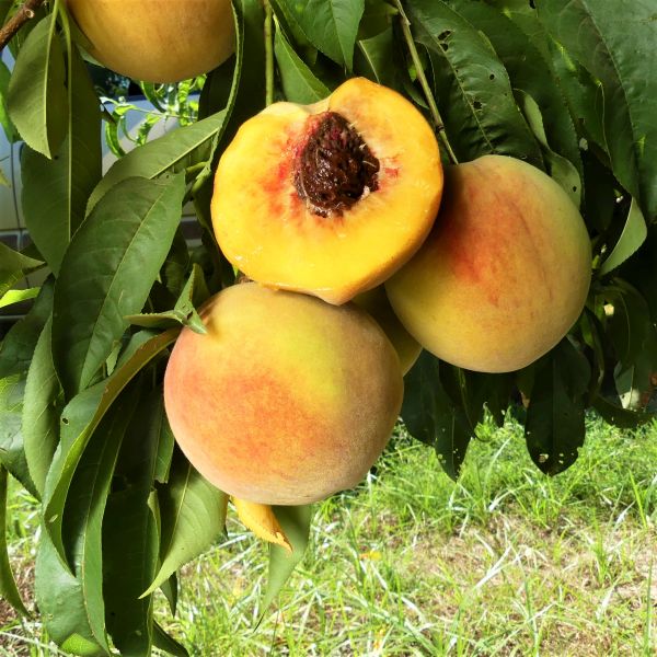 Elberta Peach Tree - Image 3