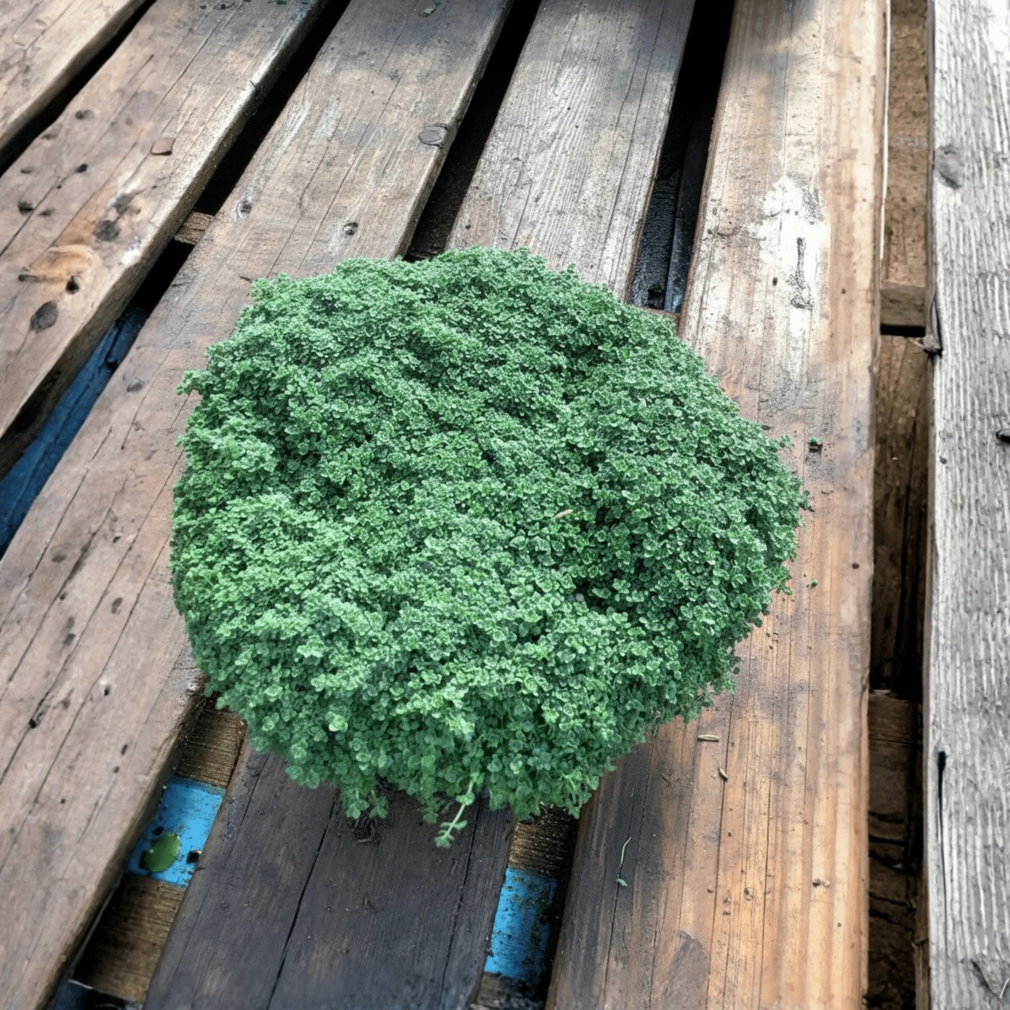 Elfin Creeping Thyme - Image 3