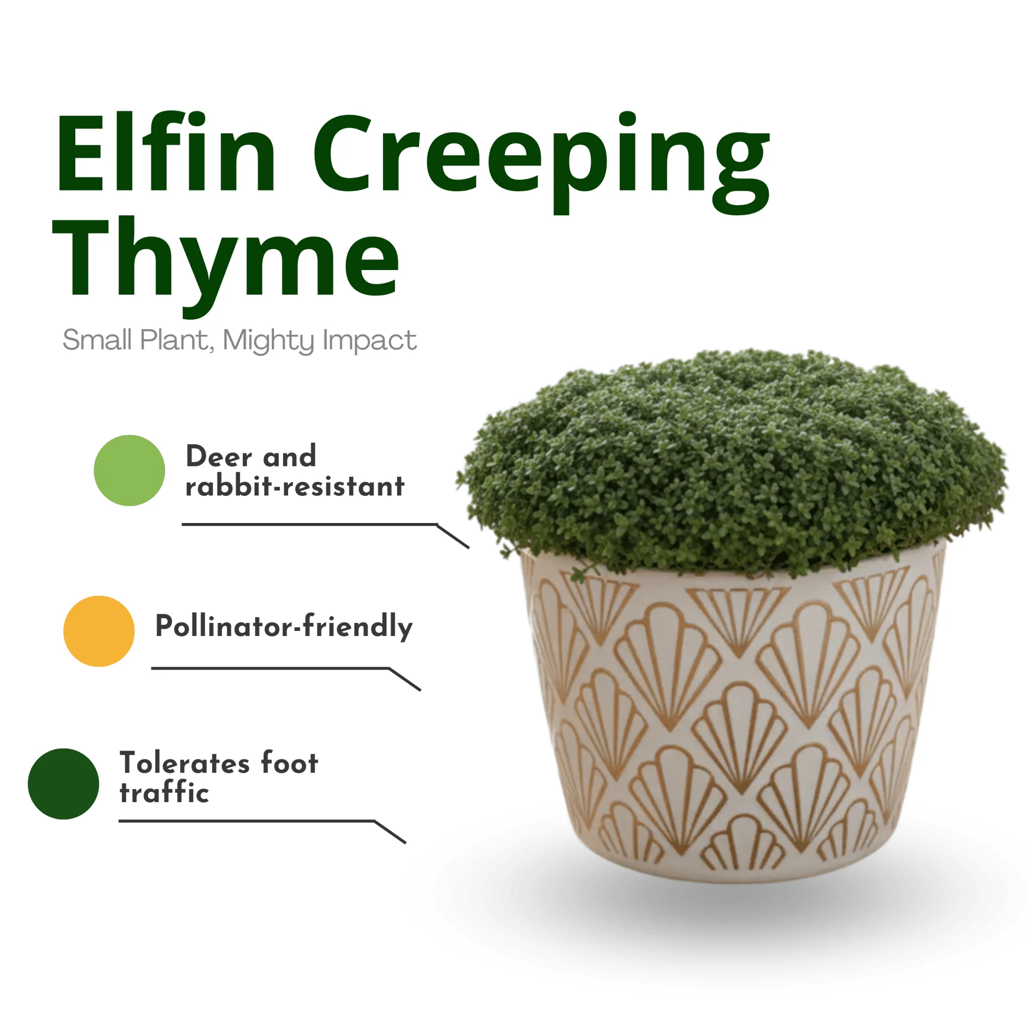 Elfin Creeping Thyme - Image 4