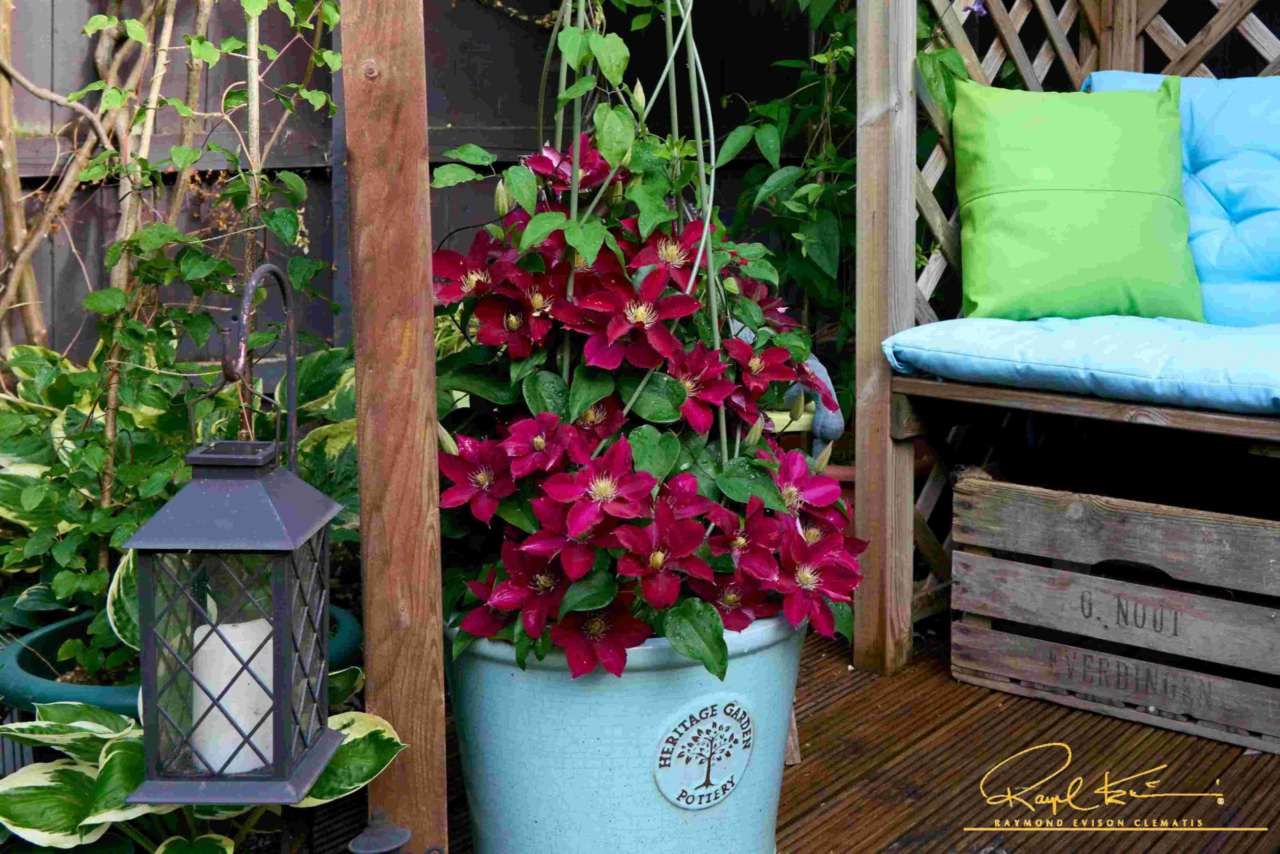 Elpis™ Clematis - Image 2