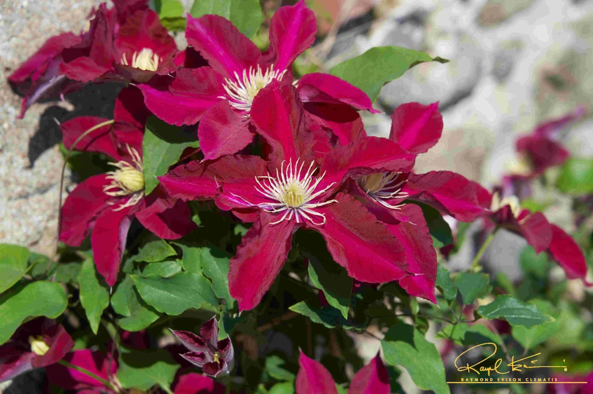 Elpis™ Clematis - Image 3
