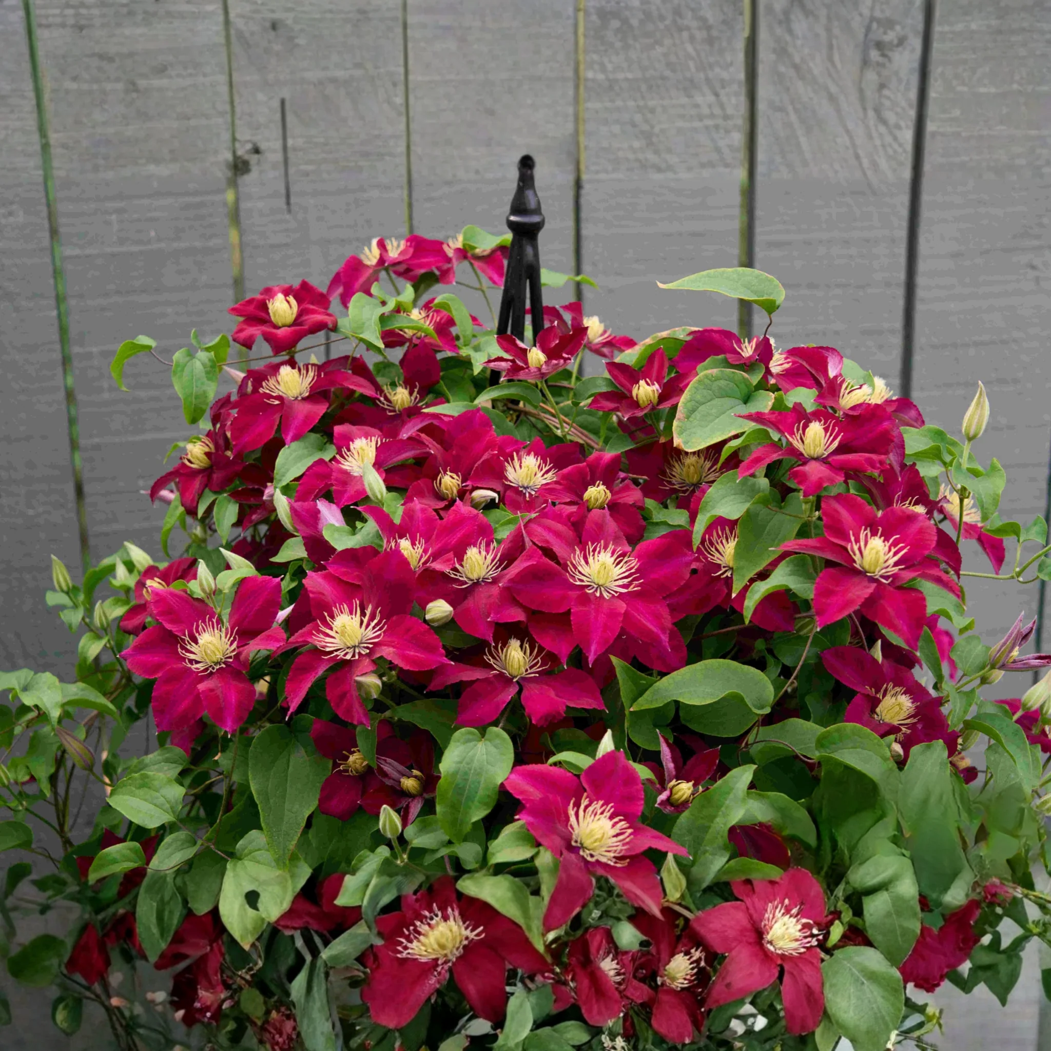 Elpis™ Clematis - Image 4