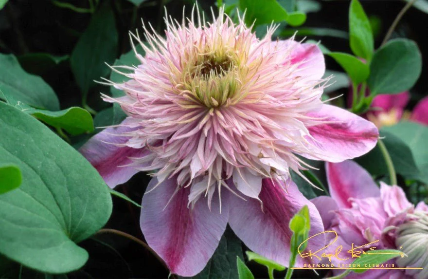 Empress™ Clematis - Image 2