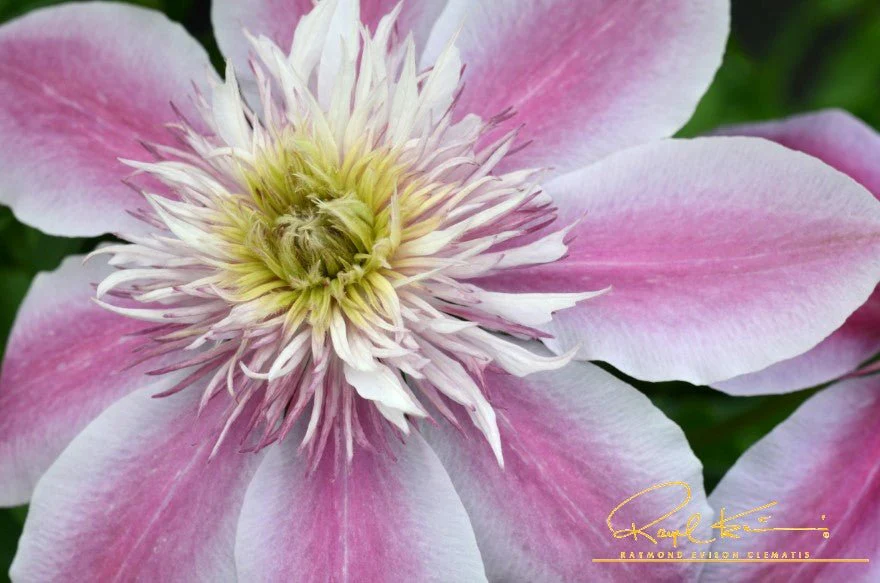 Empress™ Clematis - Image 3