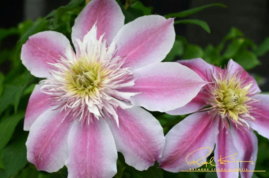Empress™ Clematis - Image 4