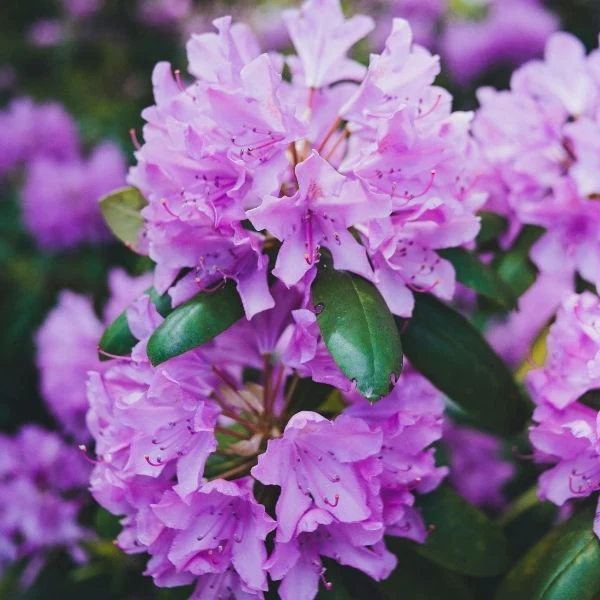 English Roseum Rhododendron