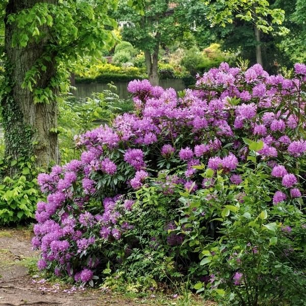 English Roseum Rhododendron - Image 2