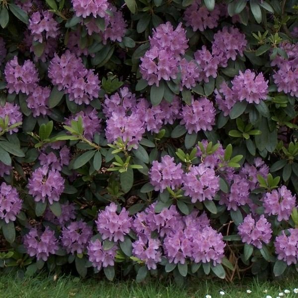 English Roseum Rhododendron - Image 3