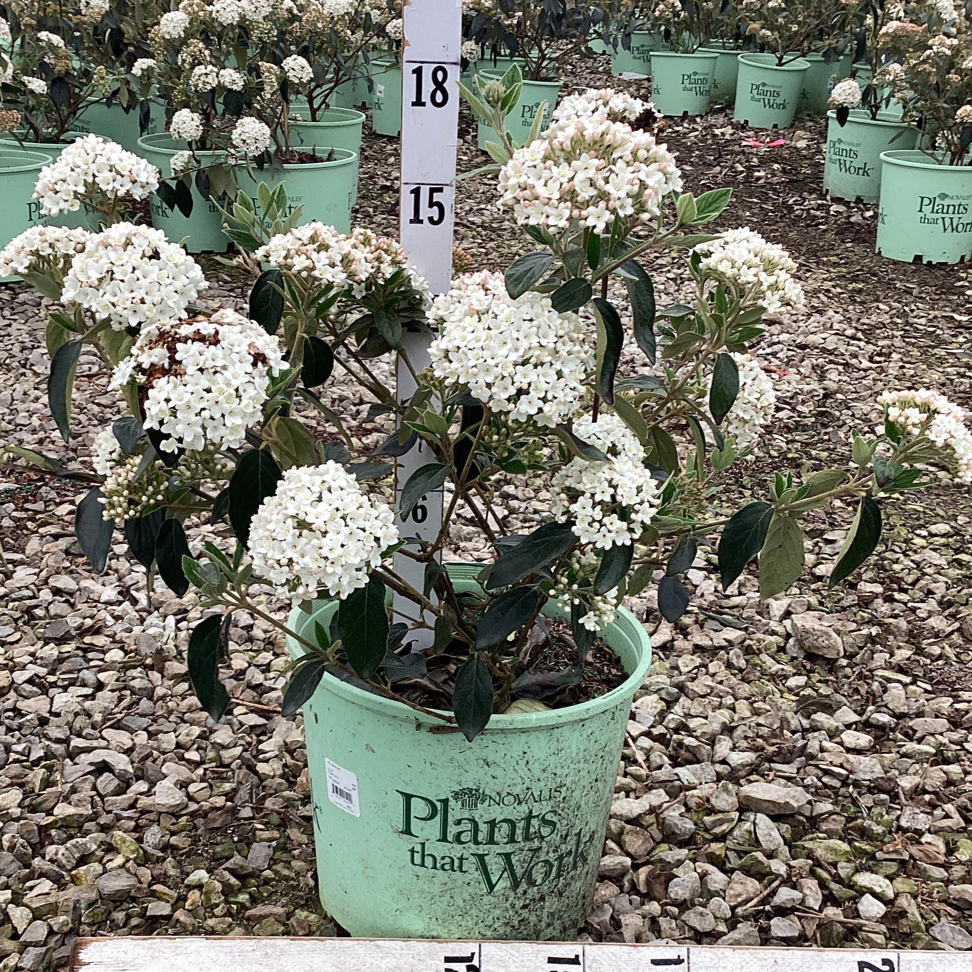 Eskimo Viburnum - Image 2