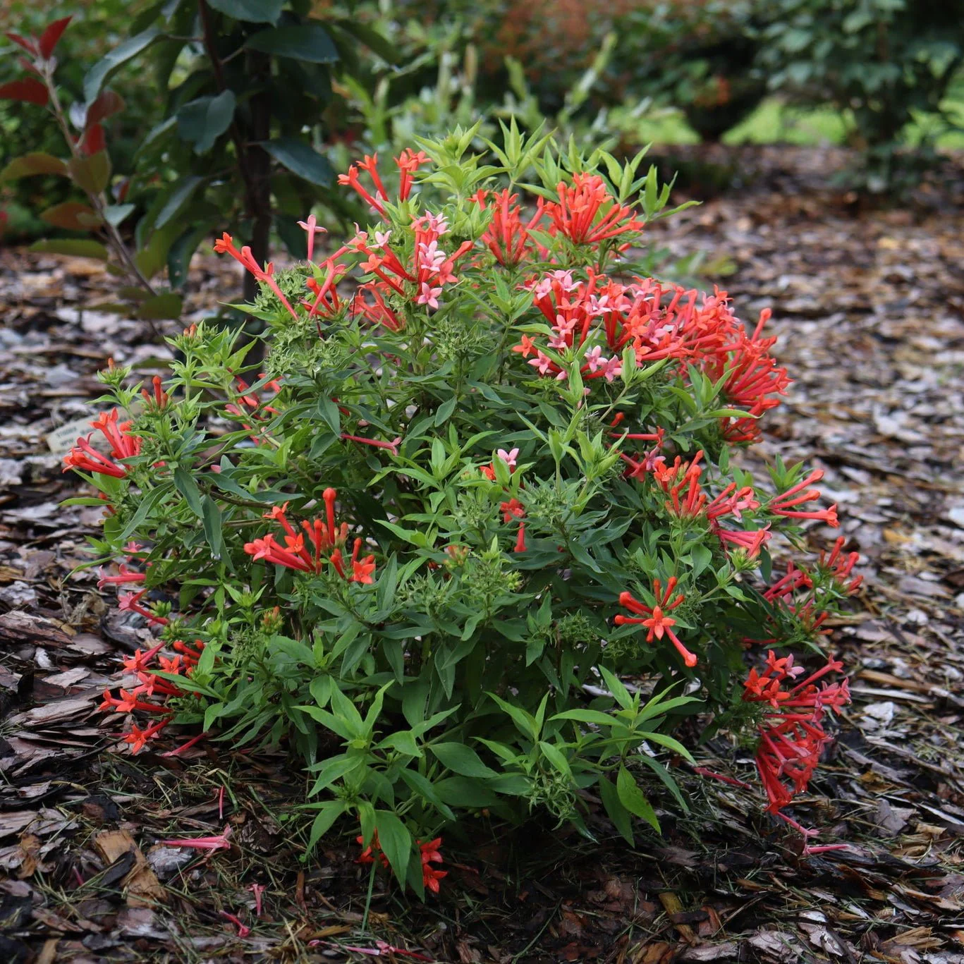 Estrellita Little Star® Firecracker Bush