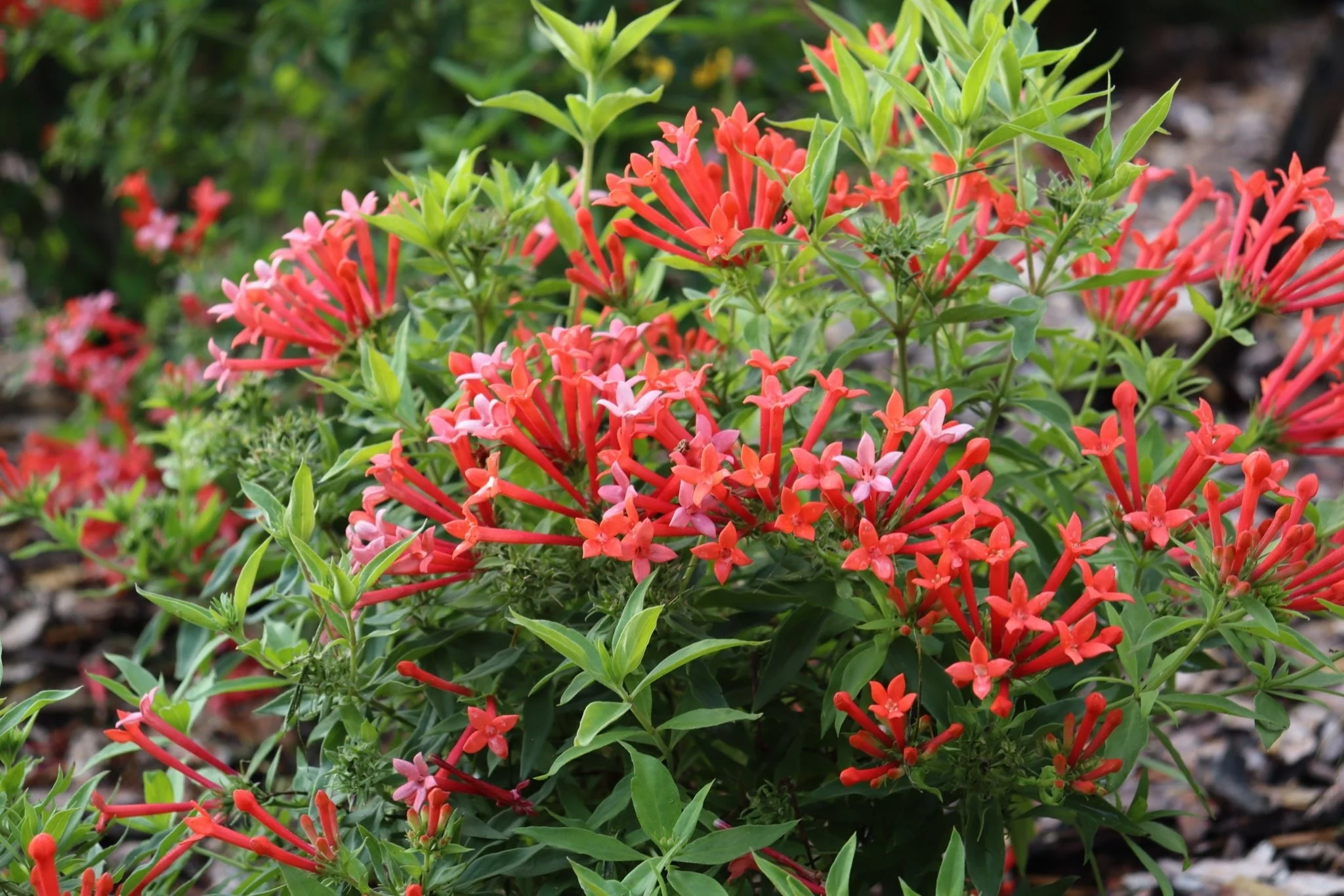 Estrellita Little Star® Firecracker Bush - Image 2