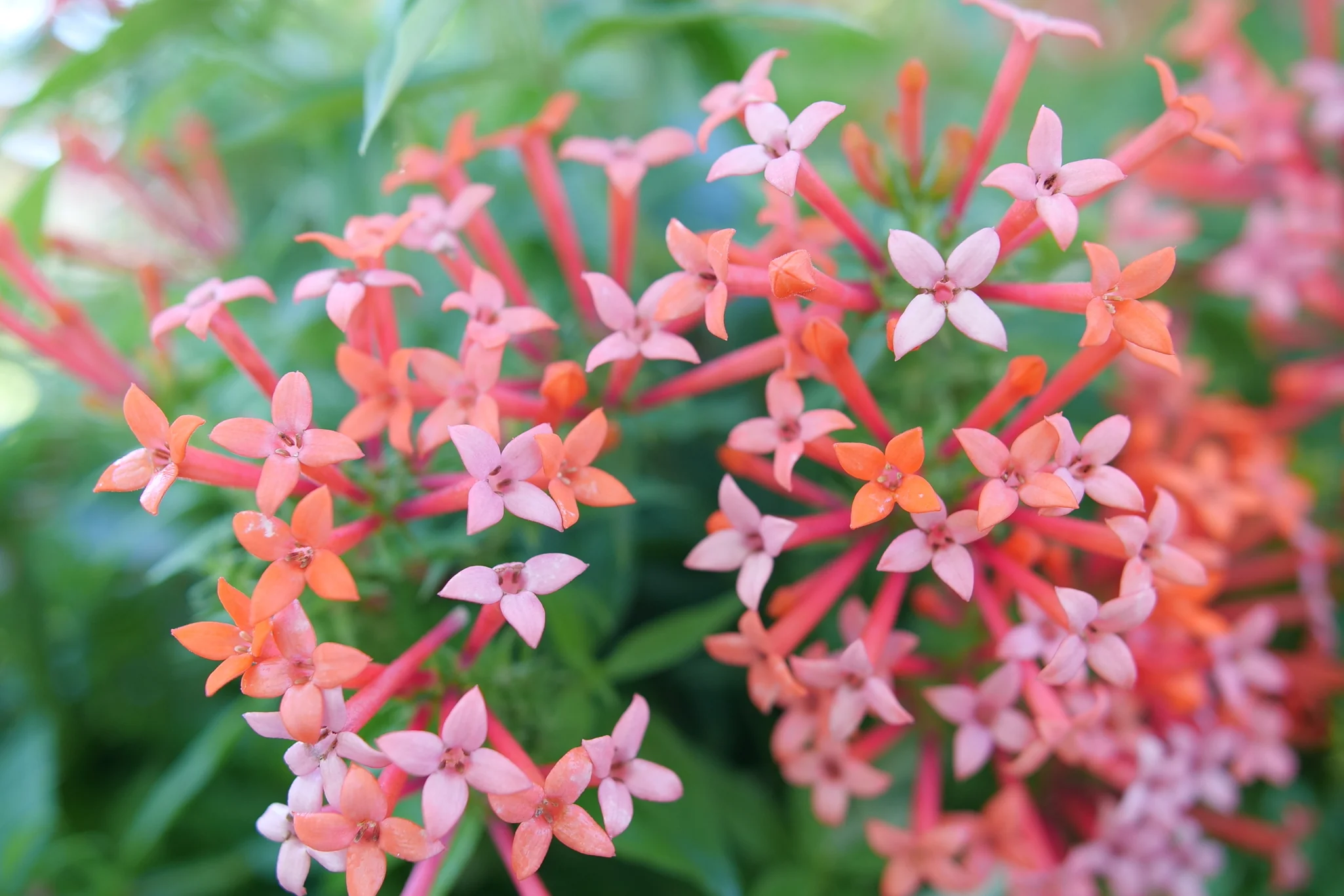 Estrellita Little Star® Firecracker Bush - Image 3