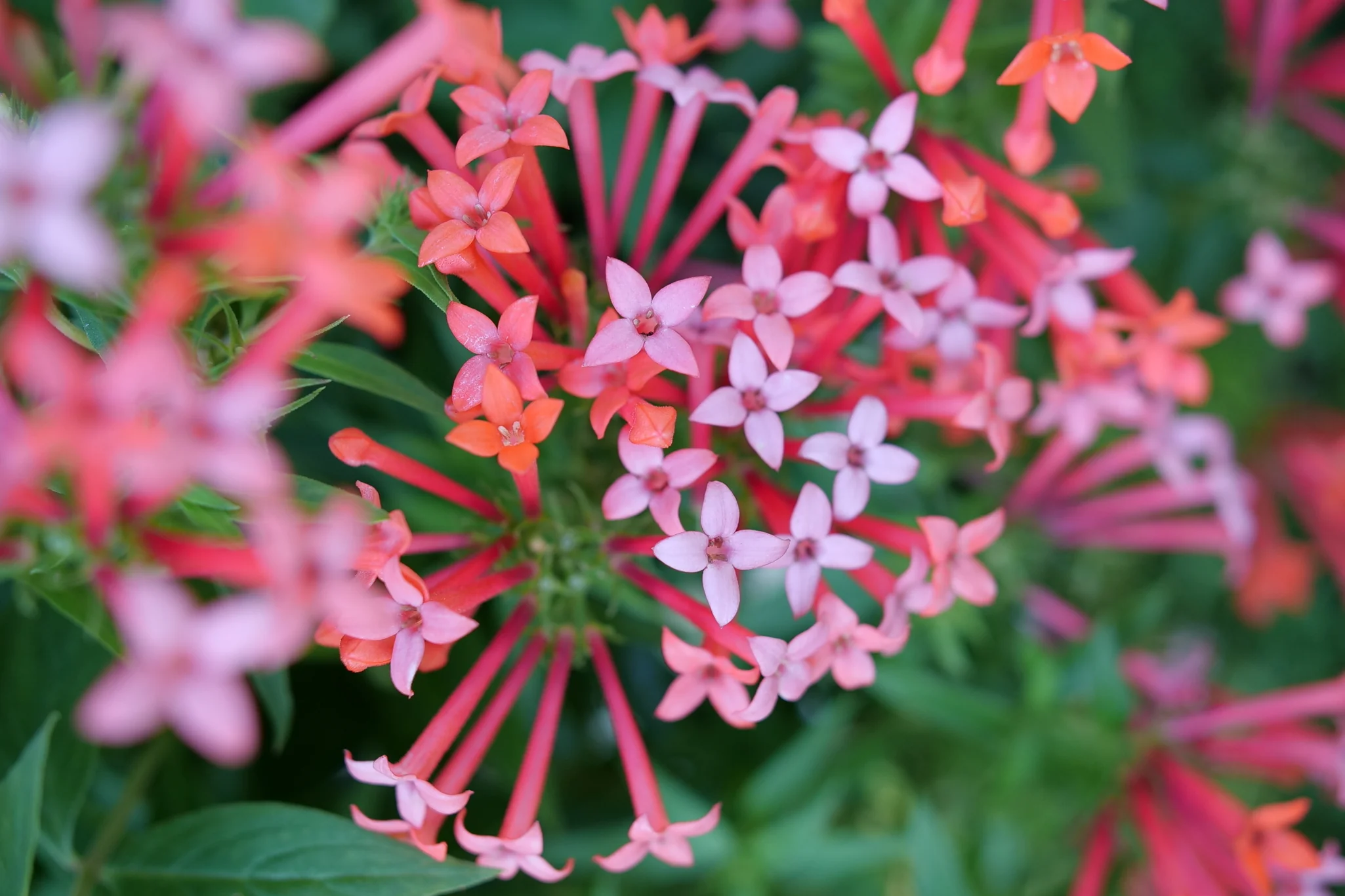 Estrellita Little Star® Firecracker Bush - Image 4