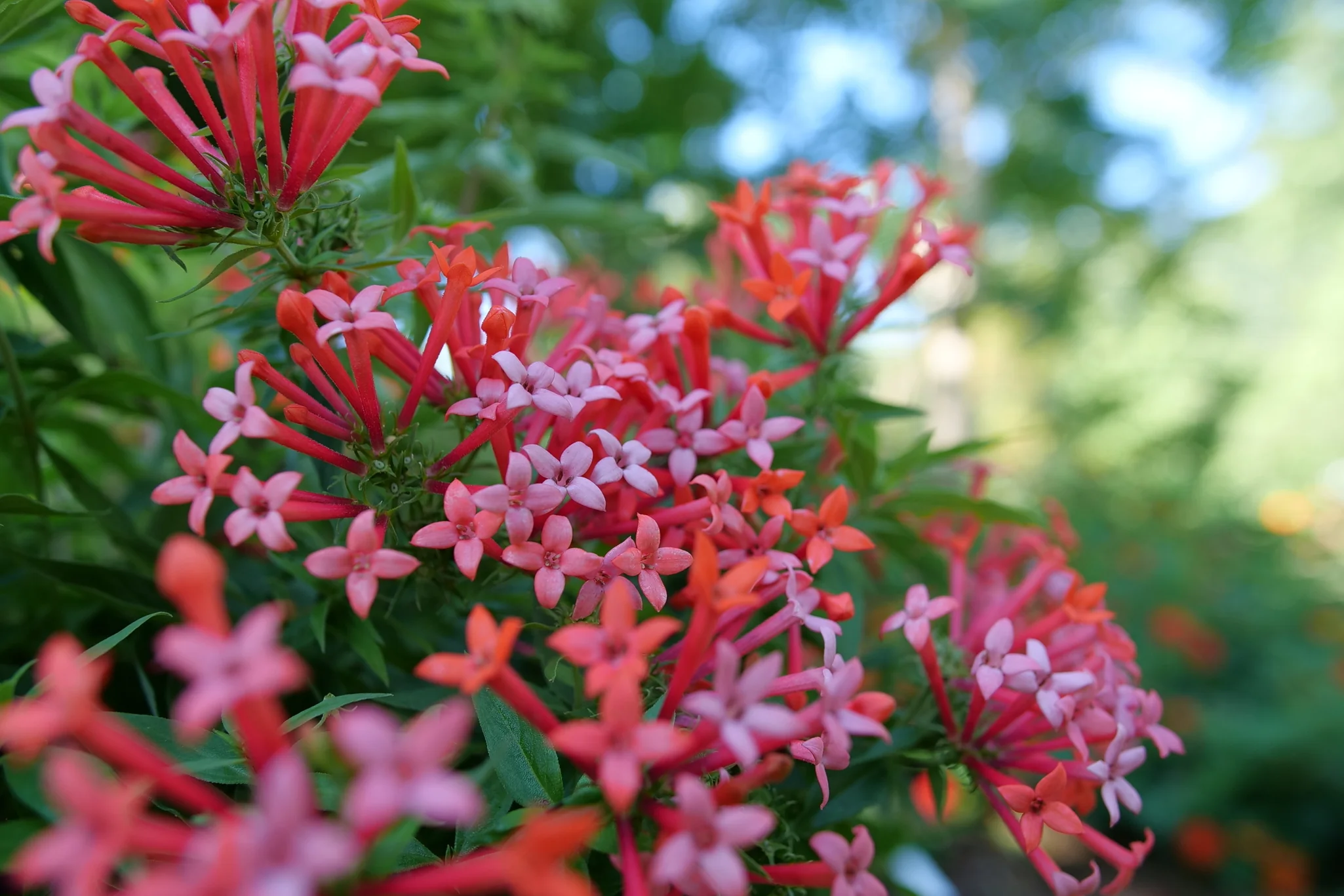 Estrellita Little Star® Firecracker Bush - Image 5