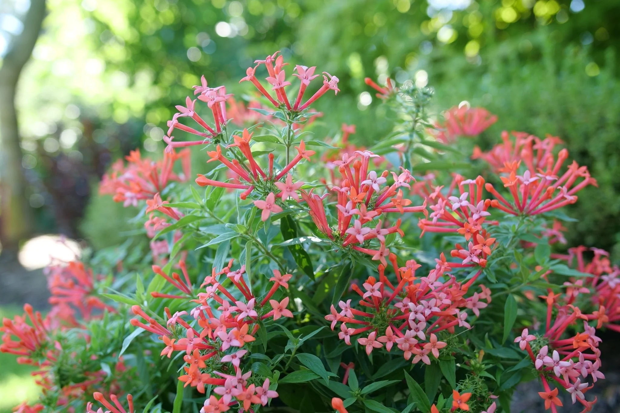 Estrellita Little Star® Firecracker Bush - Image 6