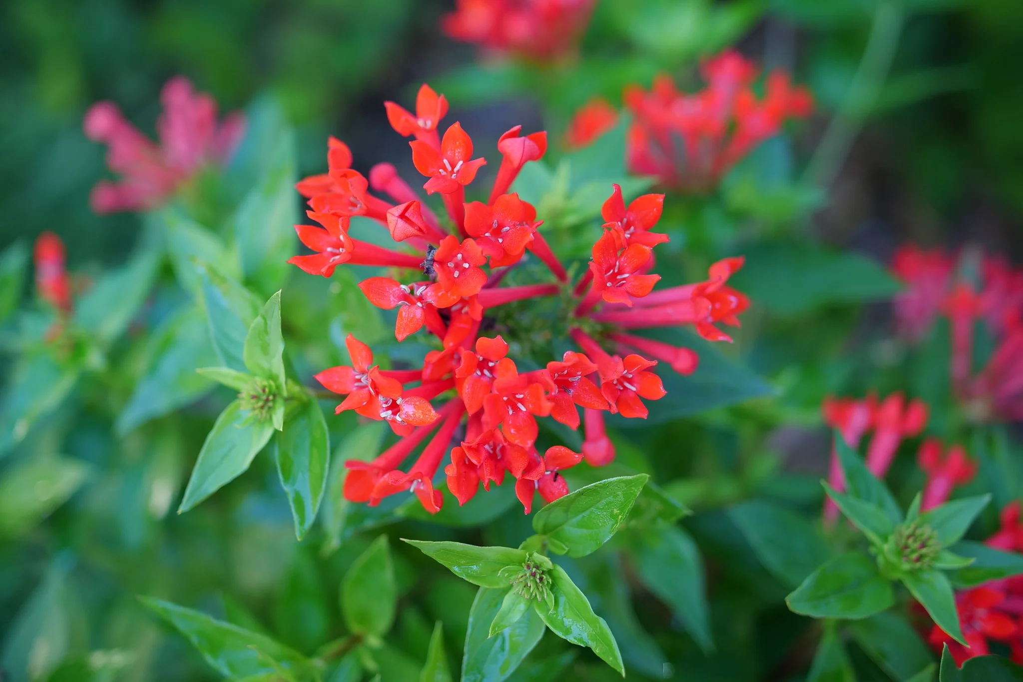 Estrellita® Scarlet Firecracker Bush