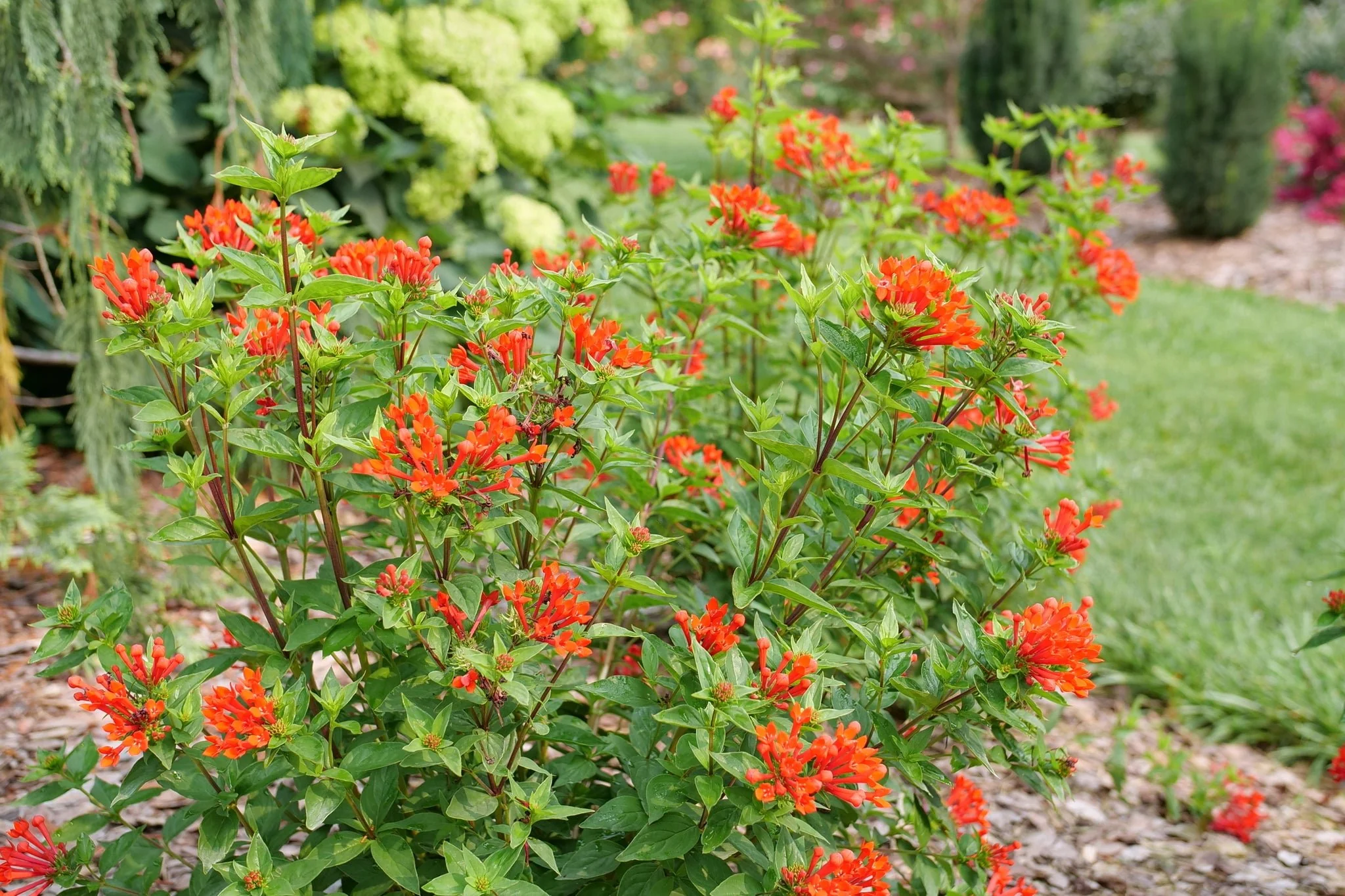 Estrellita® Scarlet Firecracker Bush - Image 2