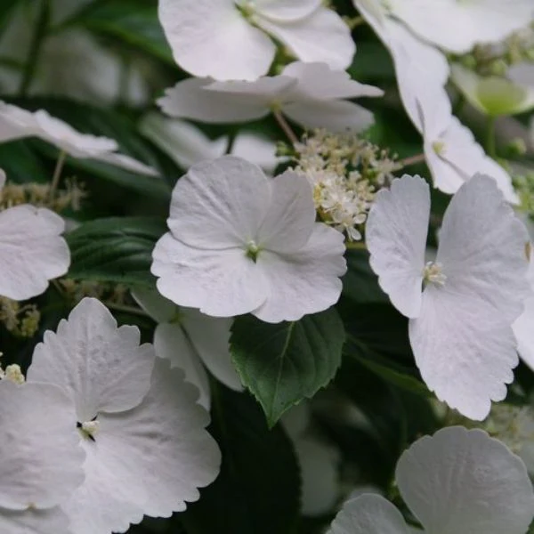 Fairytrail Bride® Cascade Hydrangea®