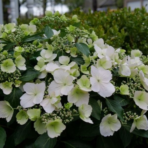 Fairytrail Bride® Cascade Hydrangea® - Image 2