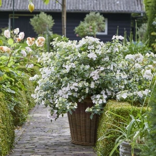 Fairytrail Bride® Cascade Hydrangea® - Image 3