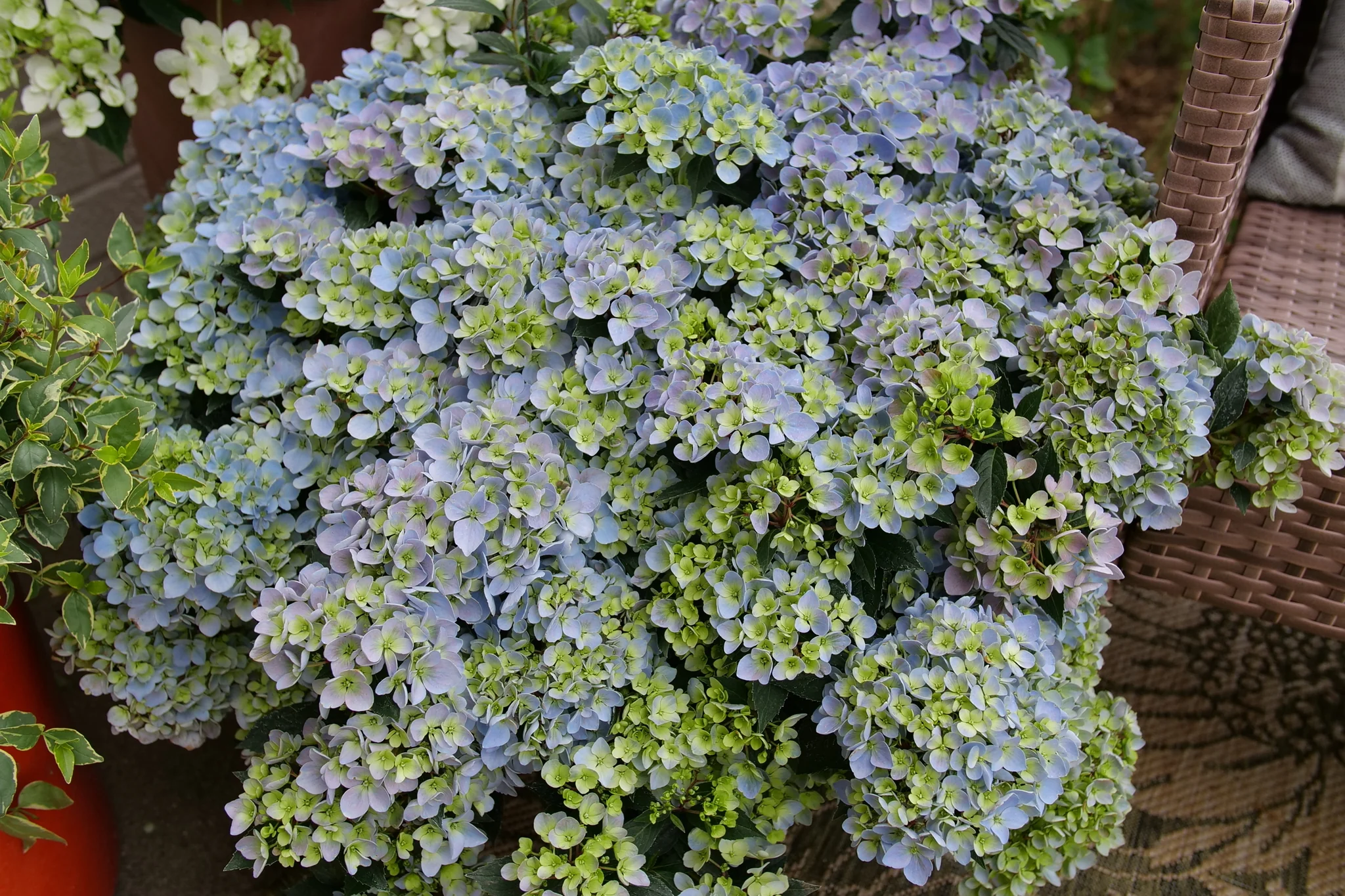 Fairytrail Fresco® Cascade Hydrangea - Image 2