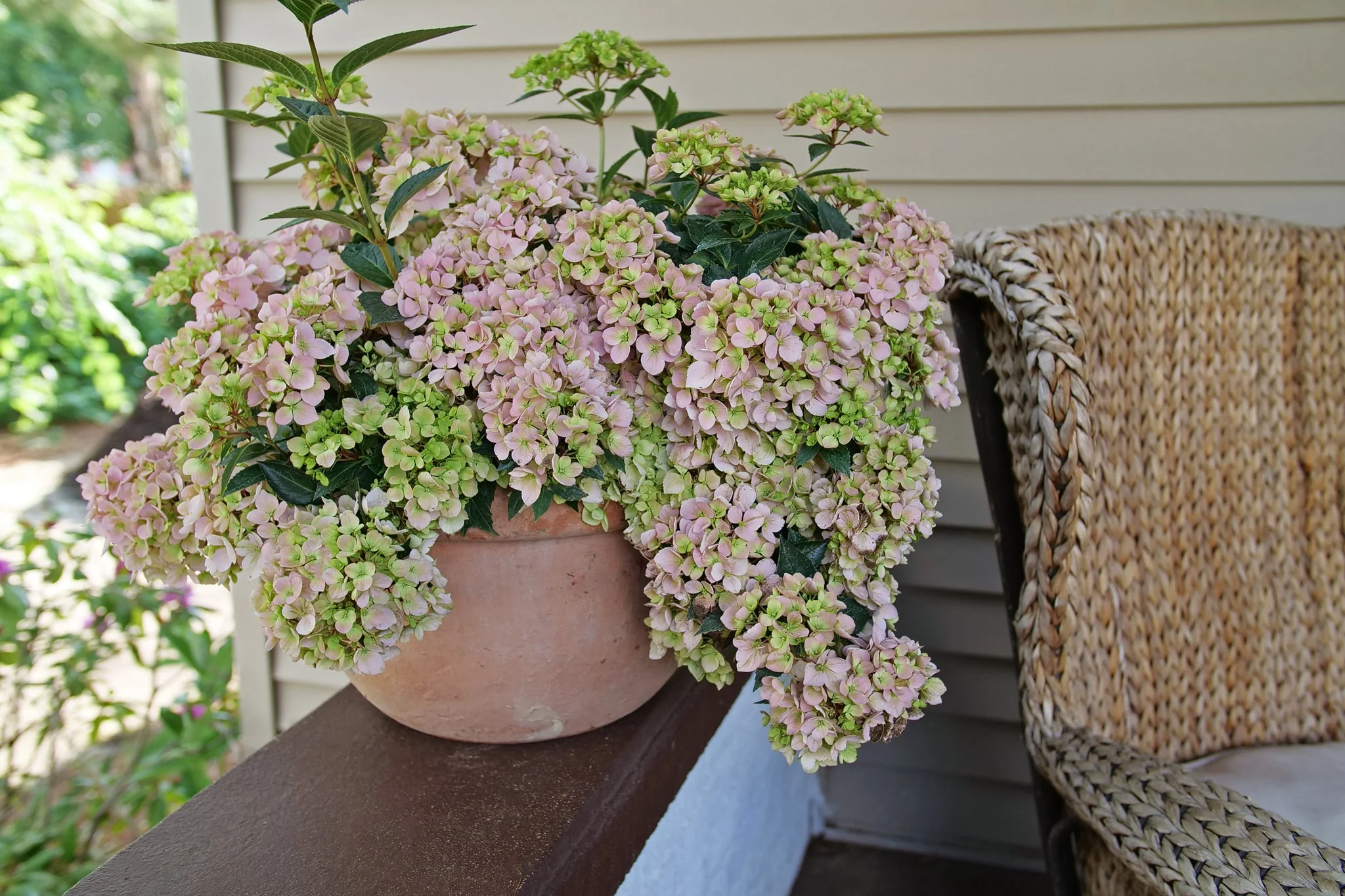 Fairytrail Fresco® Cascade Hydrangea - Image 3