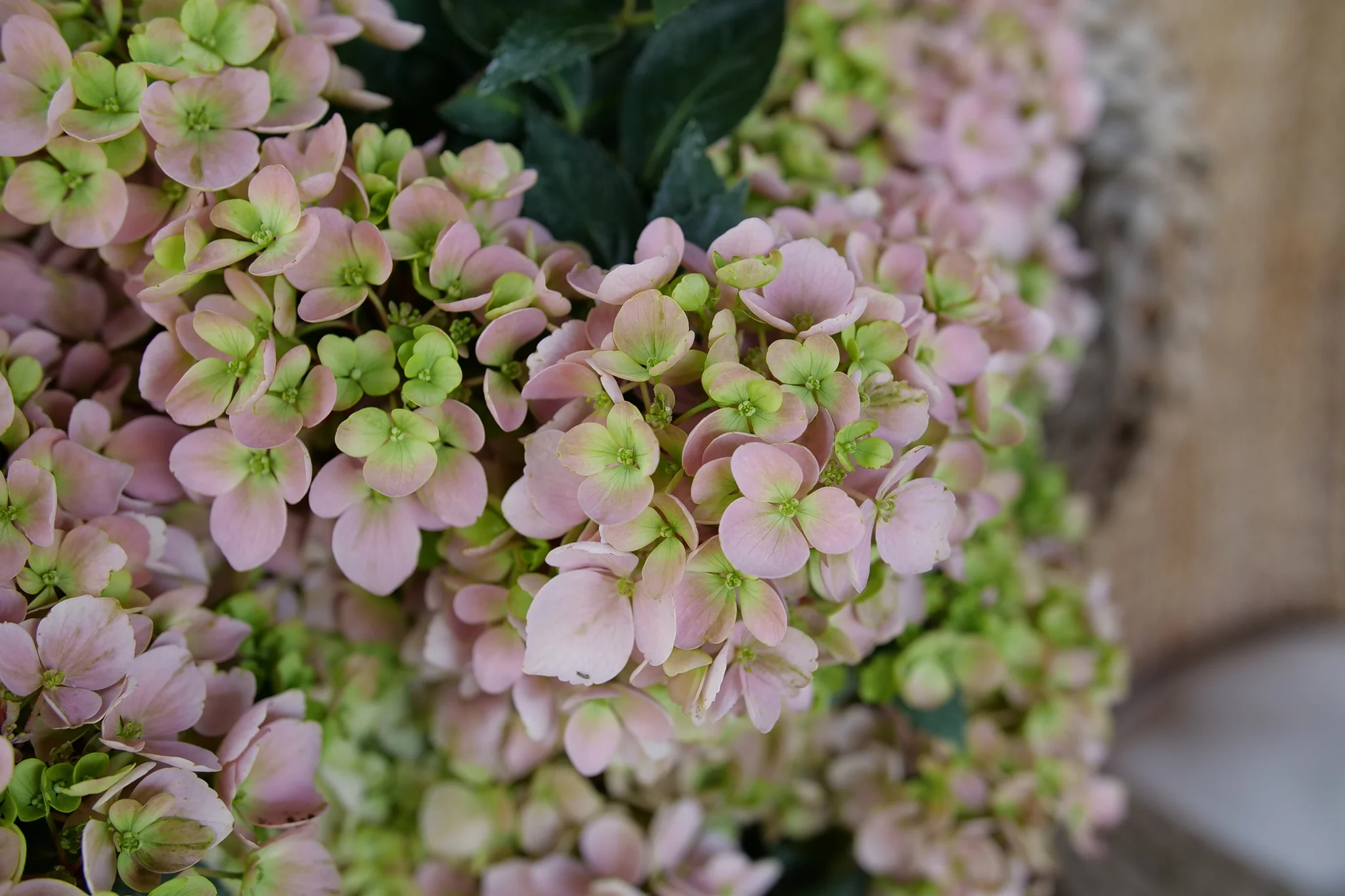 Fairytrail Fresco® Cascade Hydrangea - Image 4
