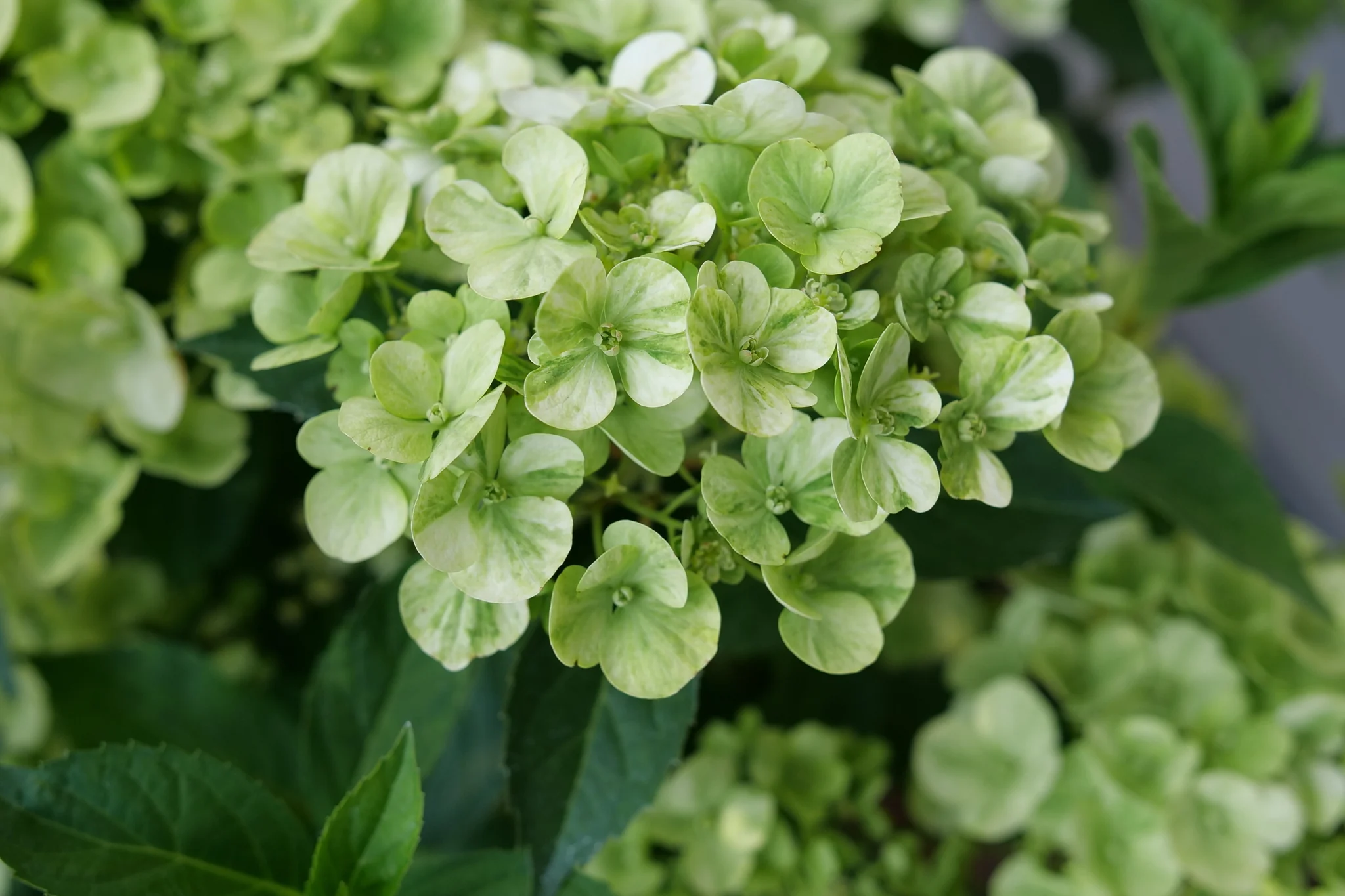 Fairytrail® Green Cascade Hydrangea - Image 2