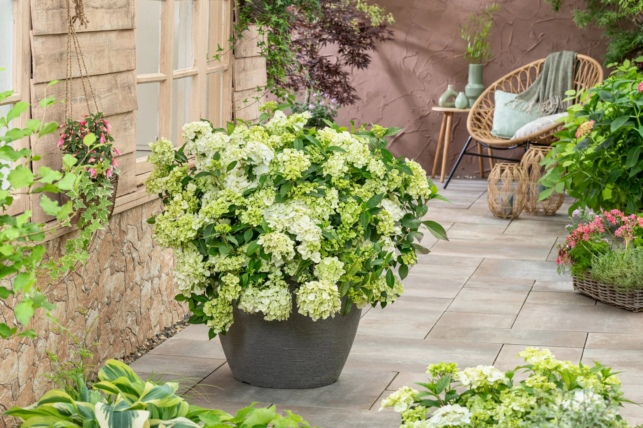 Fairytrail® Green Cascade Hydrangea - Image 3