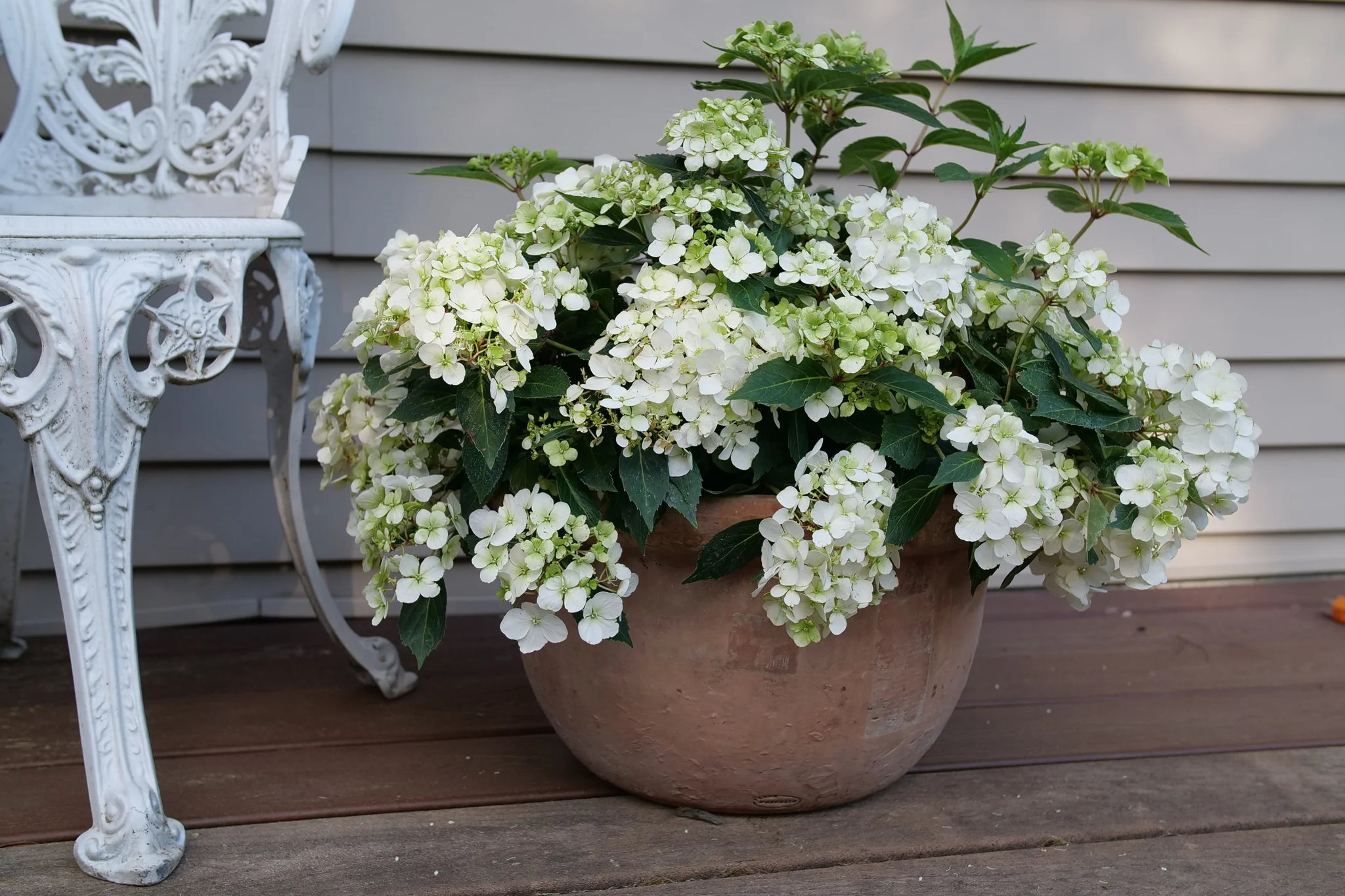 Fairytrail® White Cascade Hydrangea - Image 2
