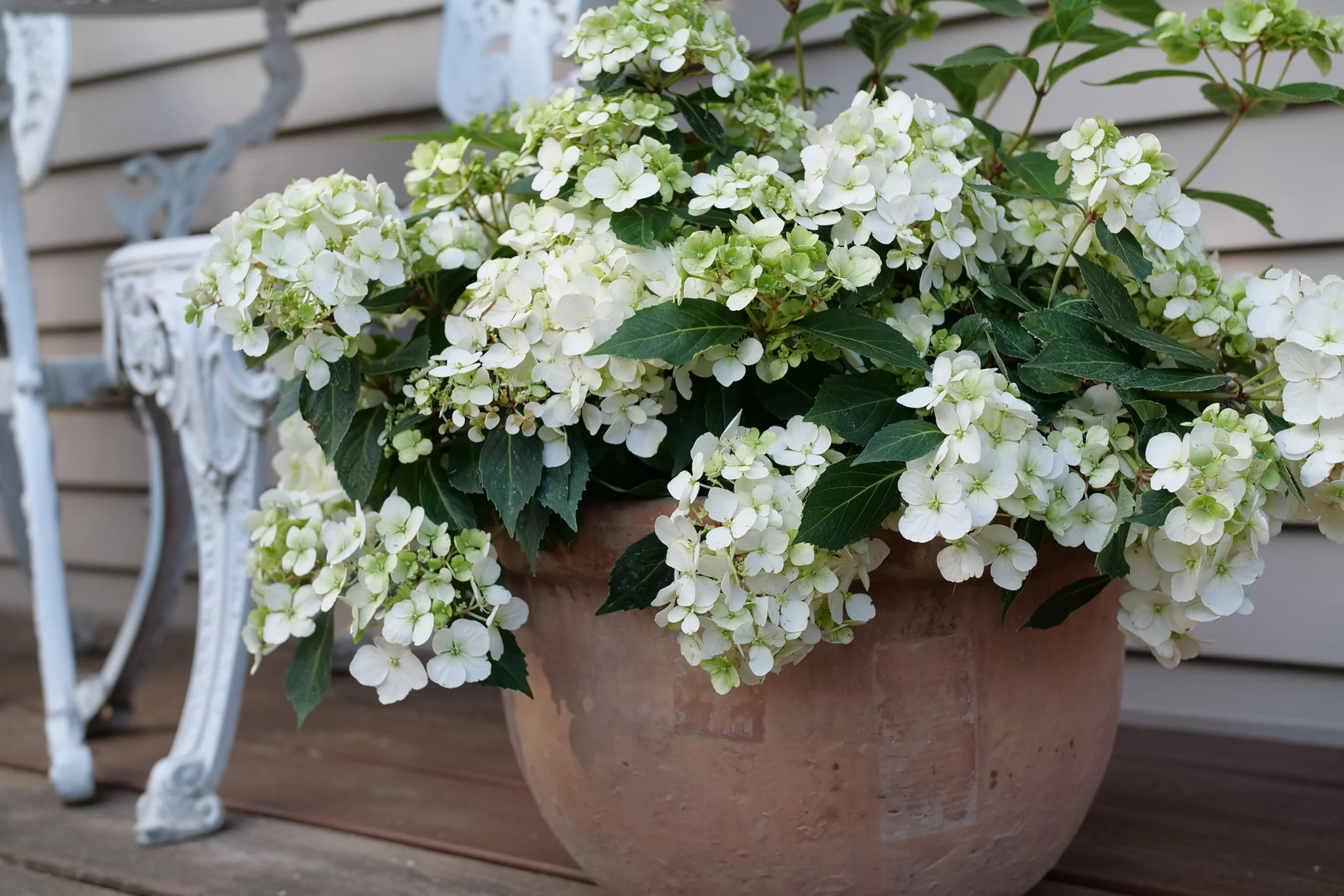 Fairytrail® White Cascade Hydrangea - Image 3