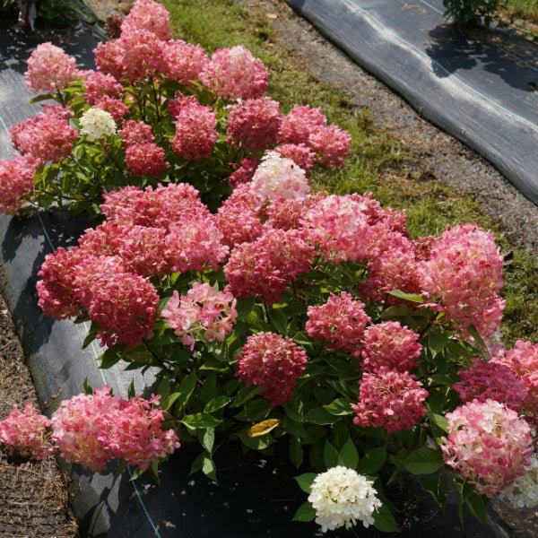 Fire Light Tidbit® Panicle Hydrangea - Image 2