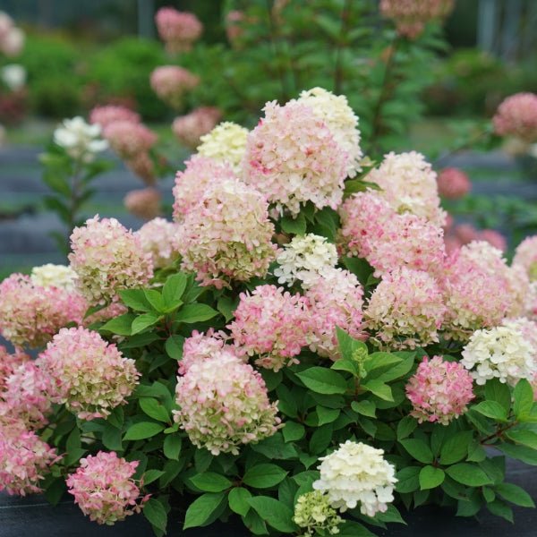 Fire Light Tidbit® Panicle Hydrangea - Image 3