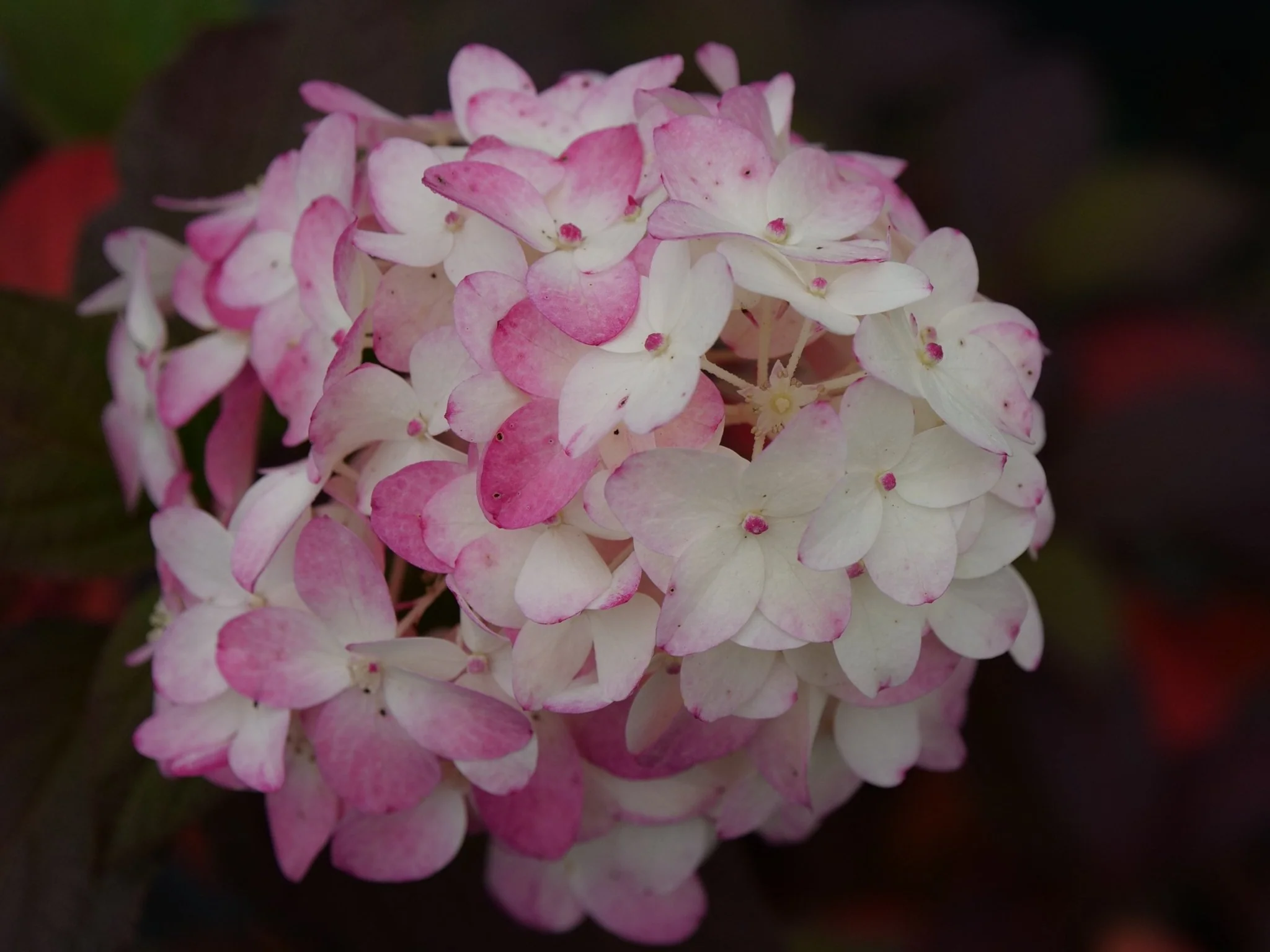 Fire Light Tidbit® Panicle Hydrangea - Image 4