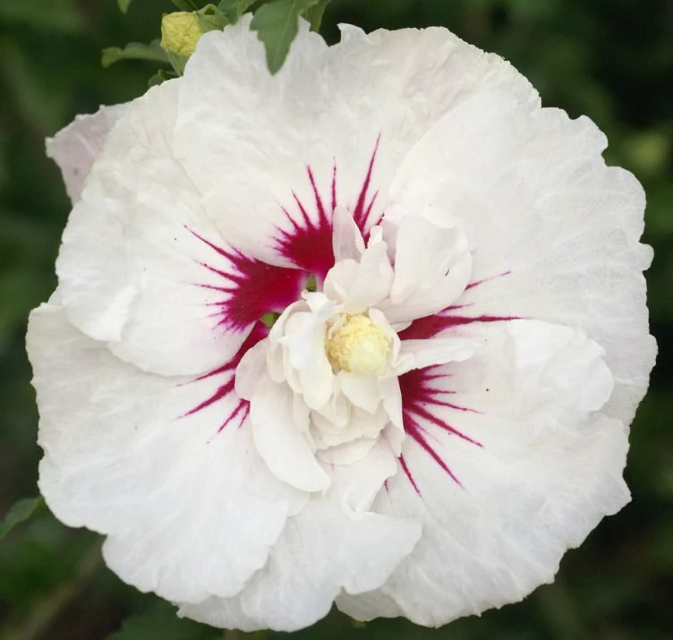 Bali™ Rose of Sharon - Image 2