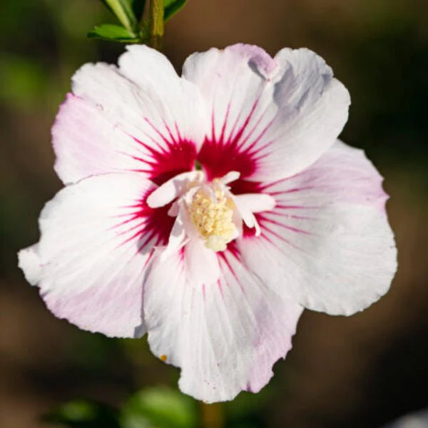 Fiji™ Rose of Sharon - Image 2