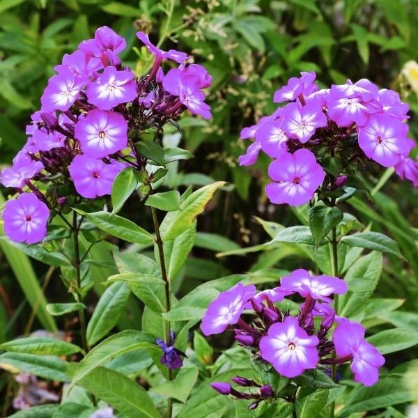 Flame® Pro Lilac Garden Phlox - Image 2