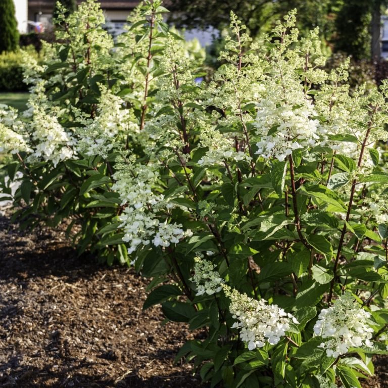 FLARE™ Panicle Hydrangea - Image 2