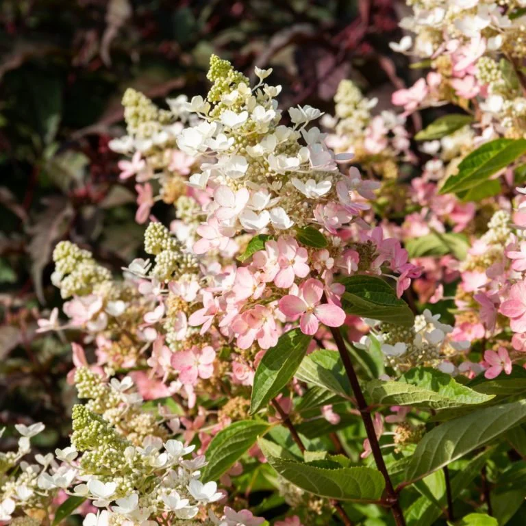 FLARE™ Panicle Hydrangea - Image 3