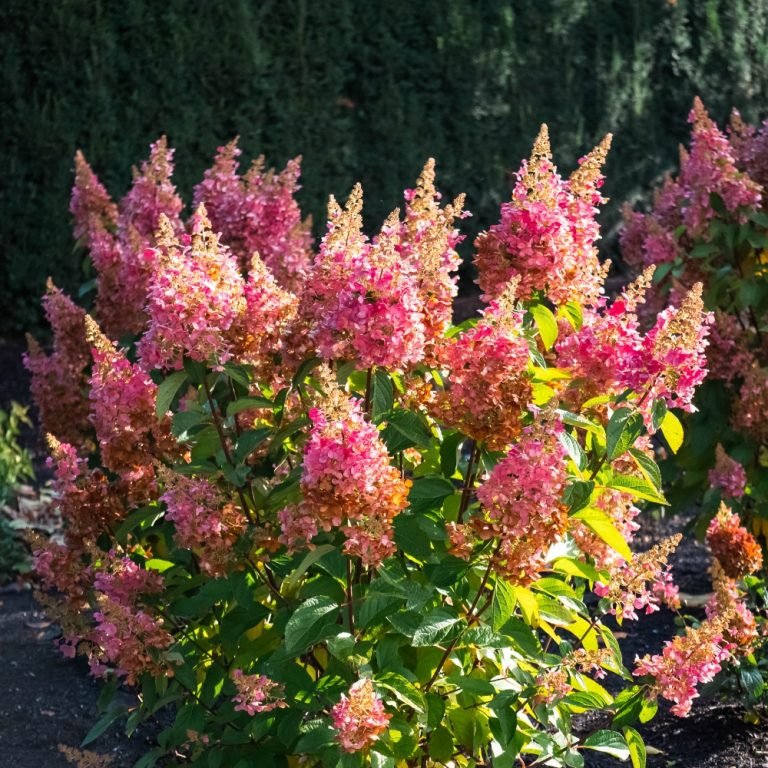 FLARE™ Panicle Hydrangea - Image 4