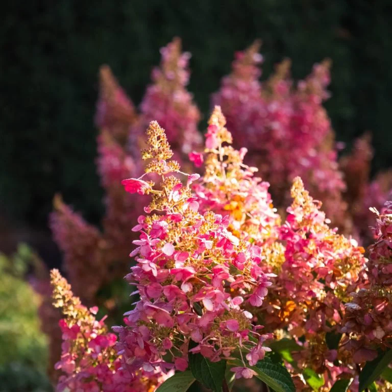 FLARE™ Panicle Hydrangea - Image 5