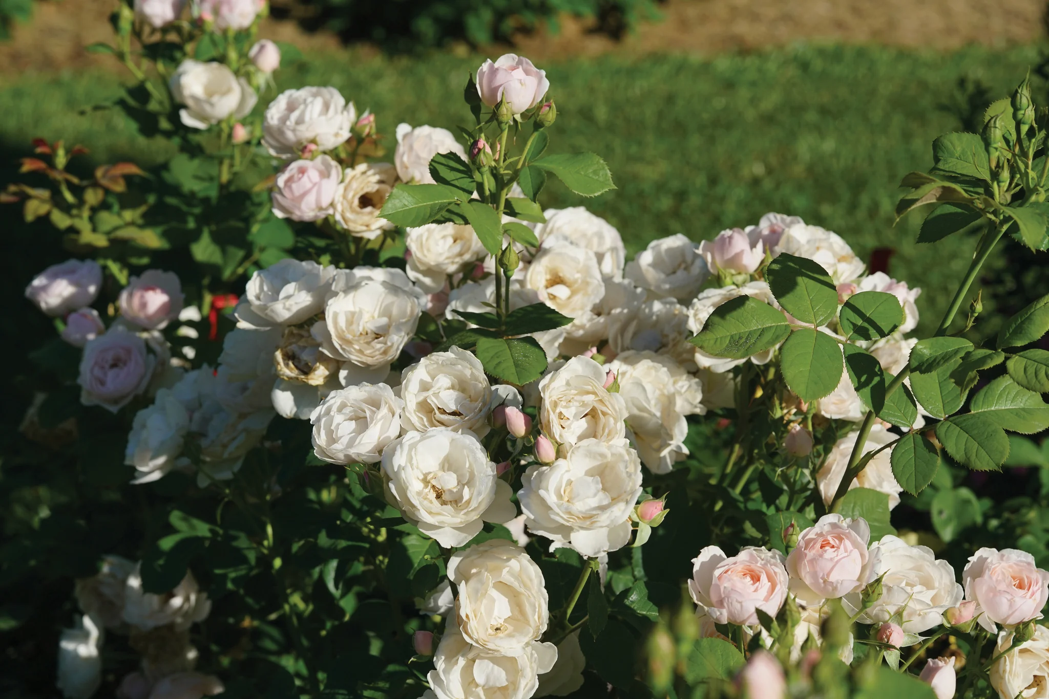 Flavorette Pear'd® Rose