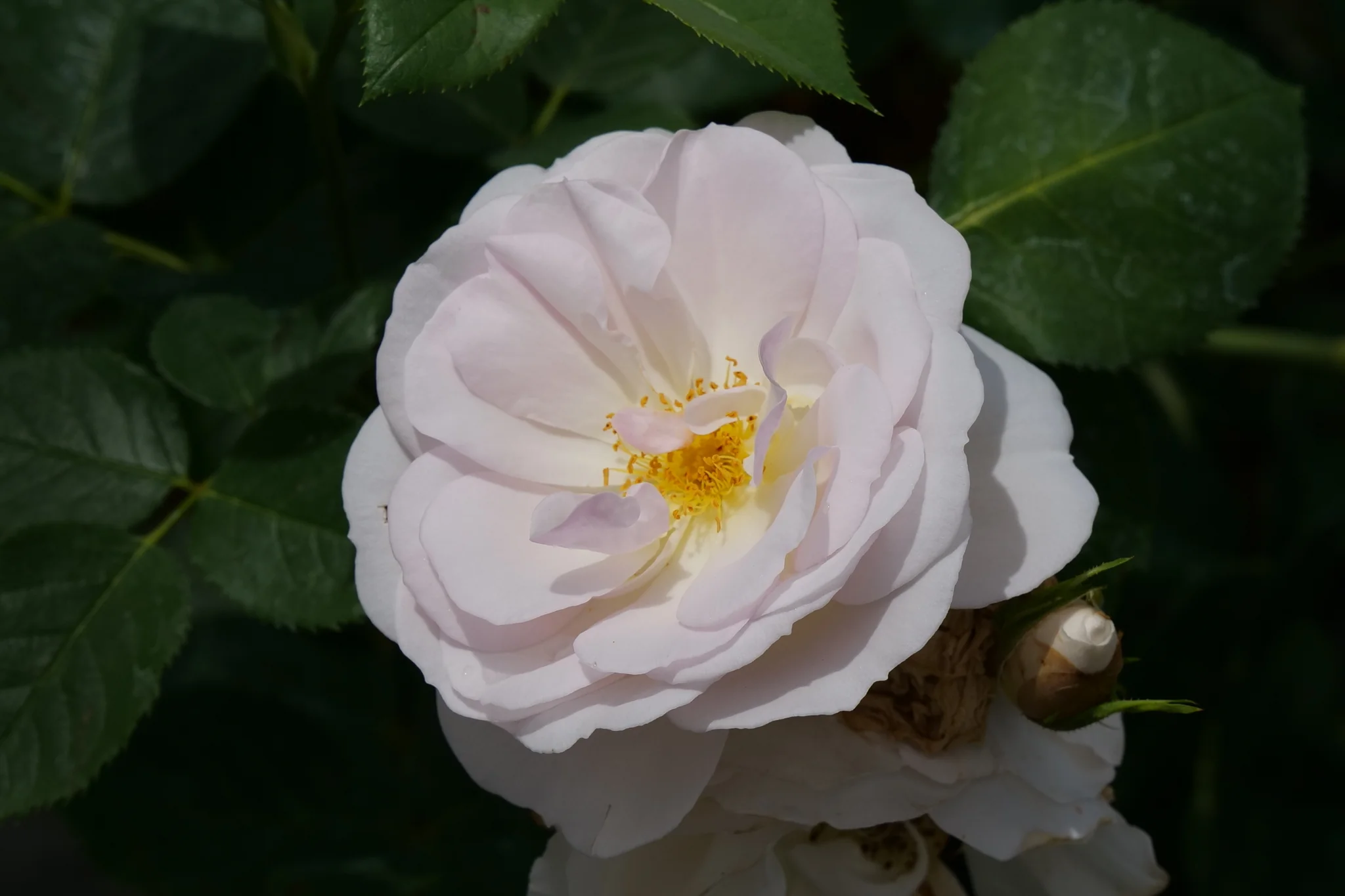 Flavorette Pear'd® Rose - Image 2